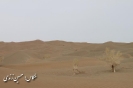 کویر لوت بخش نصرت آباد در استان سیستان و بلوچستان_7