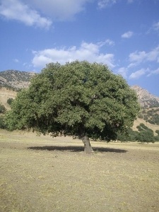 آرامستان (قبرستان) پیشه ور