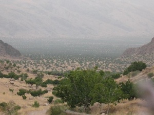 انجیرستان‌های استهبان