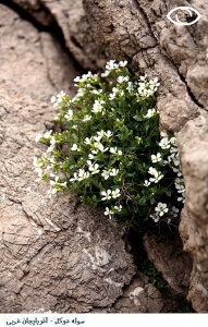 دالامپربهشت گمشده